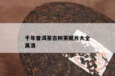 千年普洱茶古树茶图片大全高清