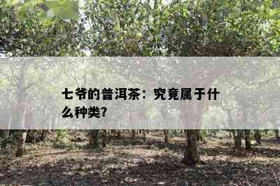 七爷的普洱茶：究竟属于什么种类？