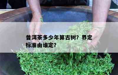 普洱茶多少年算古树？界定标准由谁定？