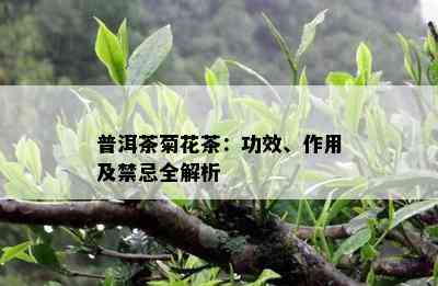 普洱茶菊花茶：功效、作用及禁忌全解析