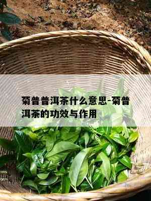 菊普普洱茶什么意思-菊普洱茶的功效与作用