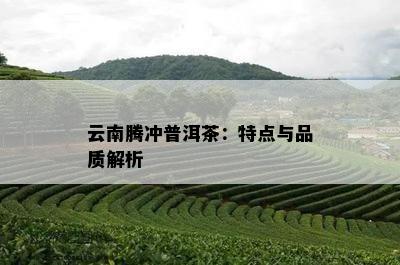 云南腾冲普洱茶：特点与品质解析