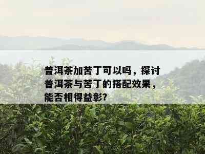 普洱茶加苦丁可以吗，探讨普洱茶与苦丁的搭配效果，能否相得益彰？