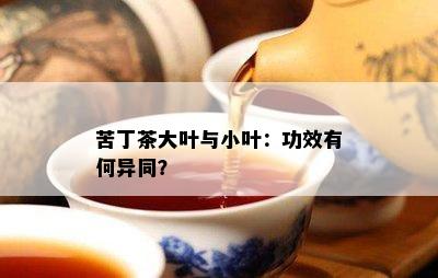 苦丁茶大叶与小叶：功效有何异同？