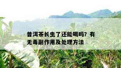 普洱茶长虫了还能喝吗？有无副作用及解决方法