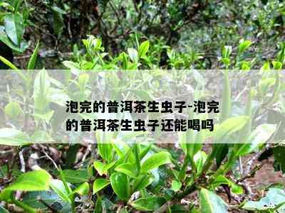 泡完的普洱茶生虫子-泡完的普洱茶生虫子还能喝吗