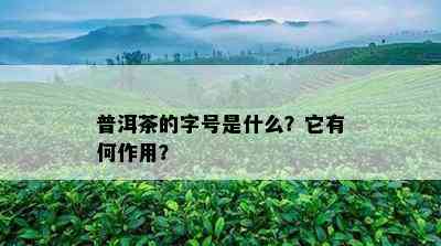 普洱茶的字号是什么？它有何作用？