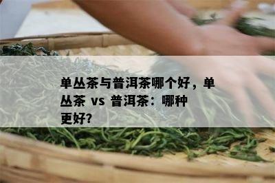 单丛茶与普洱茶哪个好，单丛茶 vs 普洱茶：哪种更好？