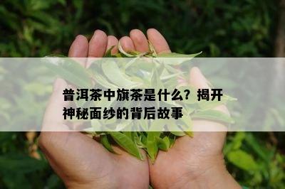 普洱茶中旗茶是什么？揭开神秘面纱的背后故事