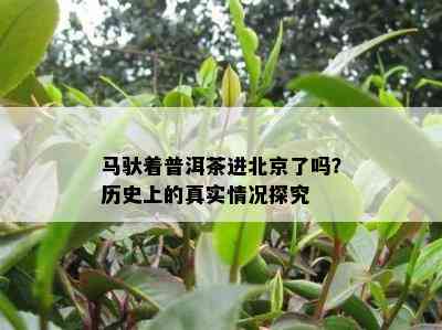 马驮着普洱茶进北京了吗？历史上的真实情况探究