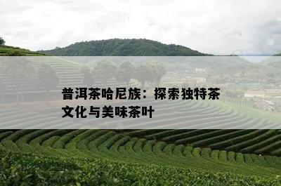 普洱茶哈尼族：探索特别茶文化与美味茶叶