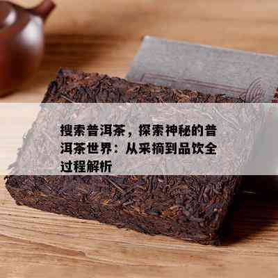 搜索普洱茶，探索神秘的普洱茶世界：从采摘到品饮全过程解析