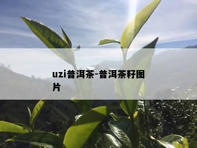 uzi普洱茶-普洱茶籽图片