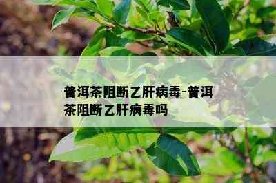 普洱茶阻断乙肝病-普洱茶阻断乙肝病吗