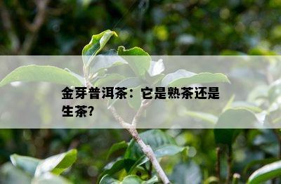 金芽普洱茶：它是熟茶还是生茶？