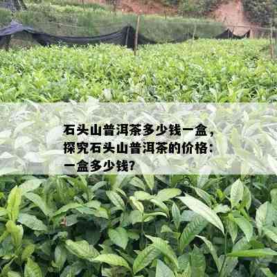 石头山普洱茶多少钱一盒，探究石头山普洱茶的价格：一盒多少钱？