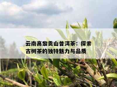 云南高黎贡山普洱茶：探索古树茶的独特魅力与品质