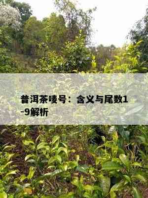 普洱茶唛号：含义与尾数1-9解析