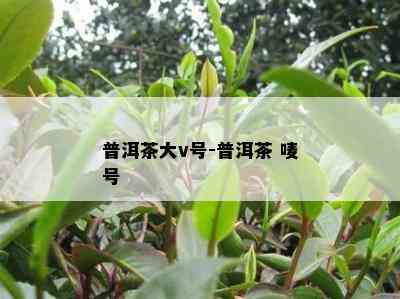 普洱茶大v号-普洱茶 唛号