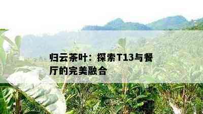 归云茶叶：探索T13与餐厅的完美融合