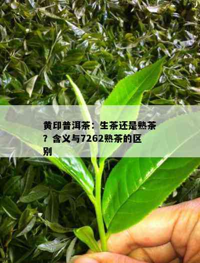 黄印普洱茶：生茶还是熟茶？含义与7262熟茶的区别