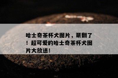 哈士奇茶杯犬图片，萌翻了！超可爱的哈士奇茶杯犬图片大放送！