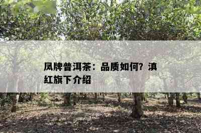 凤牌普洱茶：品质如何？滇红旗下介绍