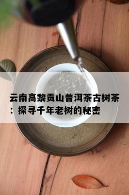 云南高黎贡山普洱茶古树茶：探寻千年老树的秘密