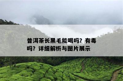 普洱茶长黑毛能喝吗？有吗？详细解析与图片展示