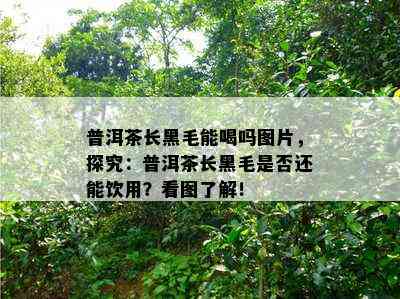 普洱茶长黑毛能喝吗图片，探究：普洱茶长黑毛是不是还能饮用？看图熟悉！