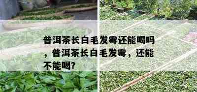 普洱茶长白毛发霉还能喝吗，普洱茶长白毛发霉，还能不能喝？