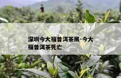 深圳今大福普洱茶展-今大福普洱茶死亡