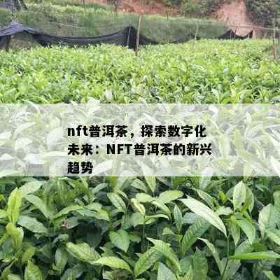 nft普洱茶，探索数字化未来：NFT普洱茶的新兴趋势