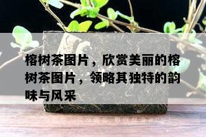 榕树茶图片，欣赏美丽的榕树茶图片，领略其独特的韵味与风采