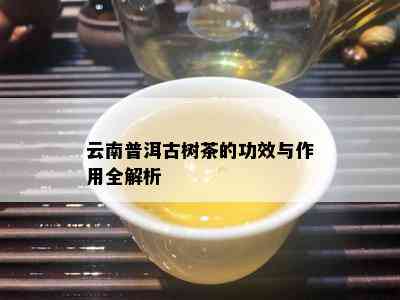 云南普洱古树茶的功效与作用全解析