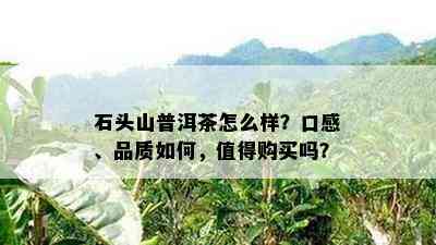 石头山普洱茶怎么样？口感、品质怎样，值得购买吗？