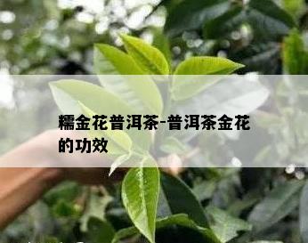 糯金花普洱茶-普洱茶金花的功效