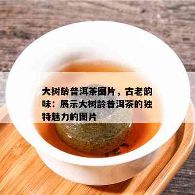 大树龄普洱茶图片，古老韵味：展示大树龄普洱茶的独特魅力的图片