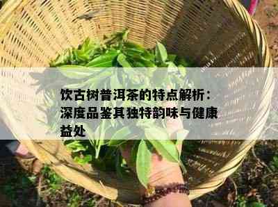 饮古树普洱茶的特点解析：深度品鉴其特别韵味与健康益处