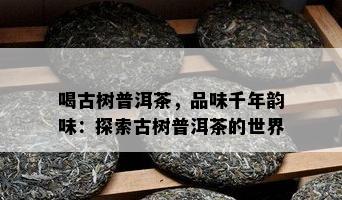 喝古树普洱茶，品味千年韵味：探索古树普洱茶的世界