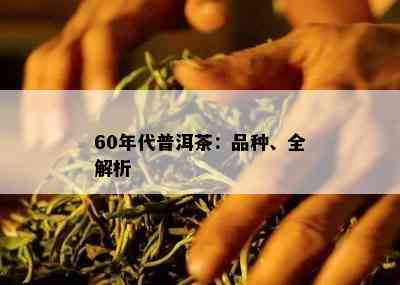 60年代普洱茶：品种、全解析