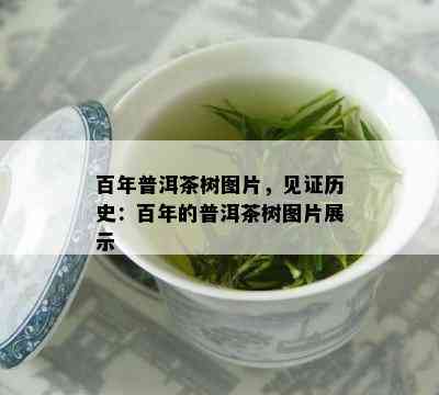 百年普洱茶树图片，见证历史：百年的普洱茶树图片展示