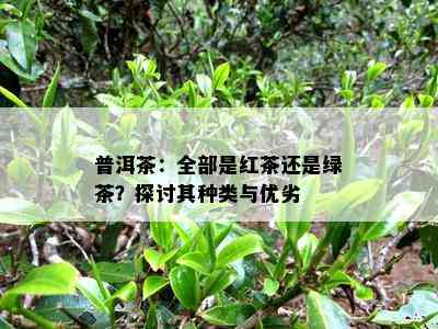 普洱茶：全部是红茶还是绿茶？探讨其种类与优劣