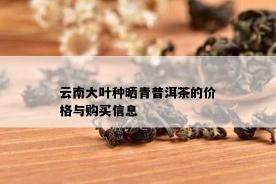 云南大叶种晒青普洱茶的价格与购买信息