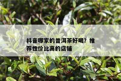 抖音哪家的普洱茶好喝？推荐性价比高的店铺