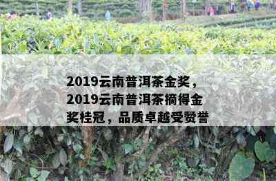 2019云南普洱茶金奖，2019云南普洱茶摘得金奖桂冠，品质卓越受赞誉