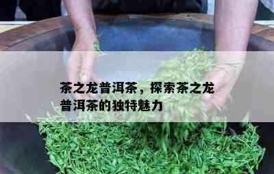 茶之龙普洱茶，探索茶之龙普洱茶的特别魅力