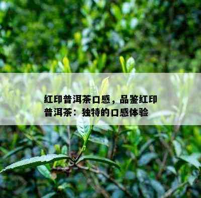 红印普洱茶口感，品鉴红印普洱茶：特别的口感体验