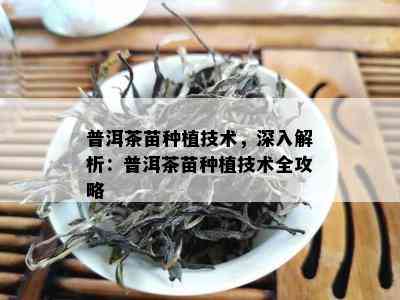 普洱茶苗种植技术，深入解析：普洱茶苗种植技术全攻略