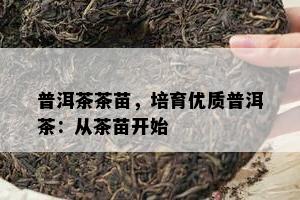 普洱茶茶苗，培育优质普洱茶：从茶苗开始